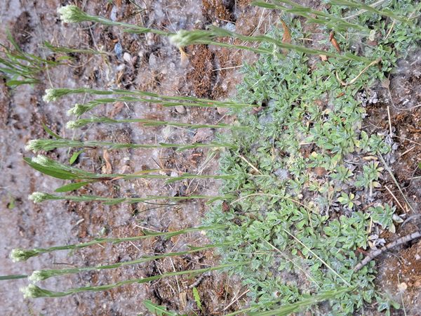 Antennaria microphylla